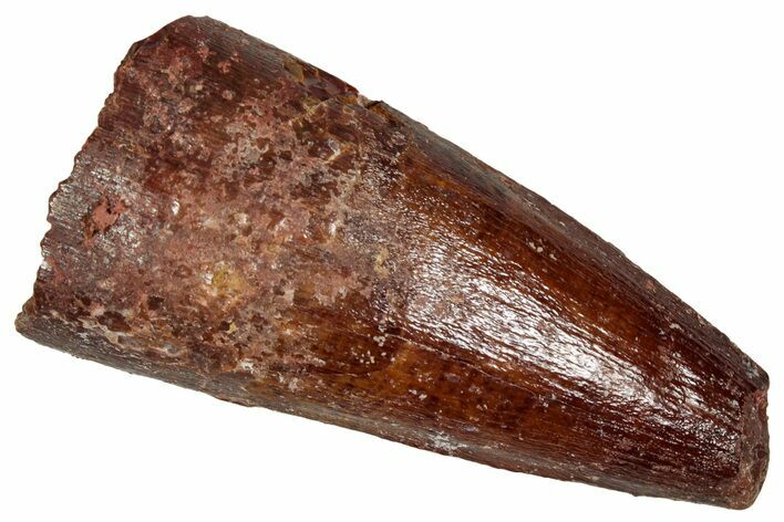 Fossil Spinosaurus Tooth - Real Dinosaur Tooth #350080